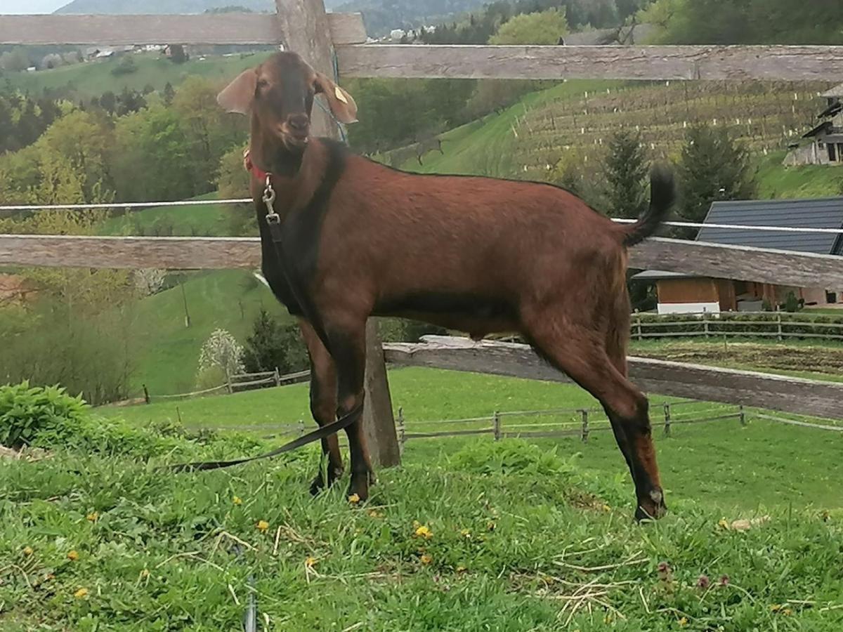Ranch At Geta ξενώνας Razgorce Εξωτερικό φωτογραφία